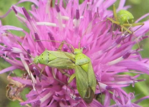 Closterotomus norwegicus